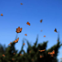 Monarch Butterflies: One Way to Stay Connected After Death