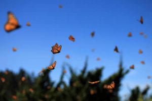 Read more about the article Monarch Butterflies: One Way to Stay Connected After Death